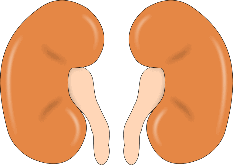 An illustration of two kidneys. What causes kidney disease?