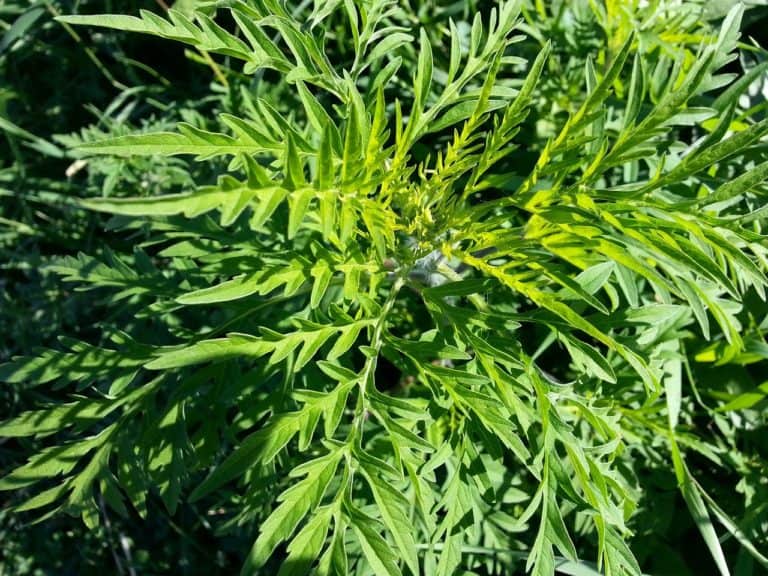 Ragweed, the culprit plant that causes millions to suffer from ragweed allergy