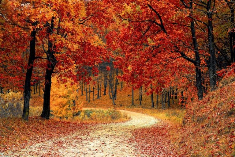 What causes the leaves to change color? The answer explains this beautiful fall scene