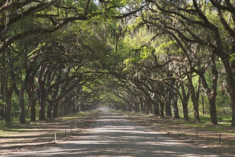 Oak trees and Spanish moss as seen in Savannah, Georgia