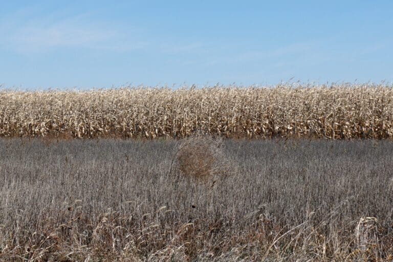 A field of wheat, reminiscent of the most Midwestern game of all time